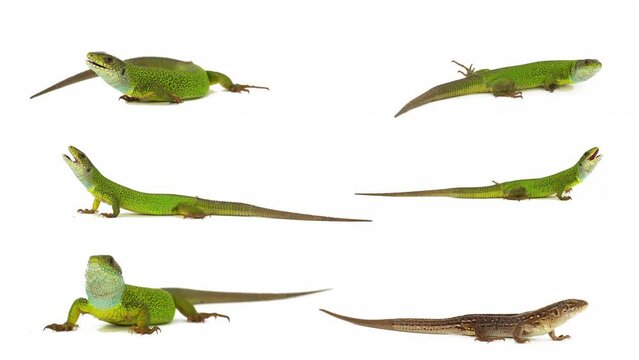 lizard isolated on white background screen