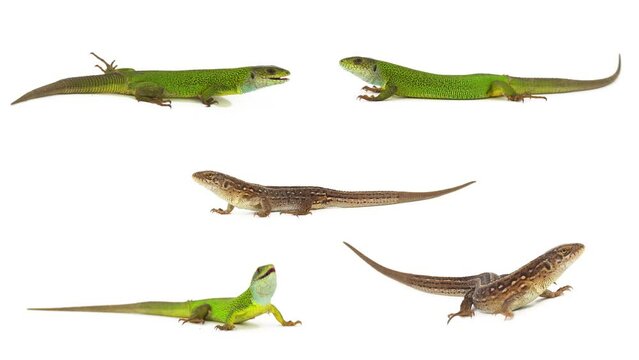 lizard isolated on white background screen