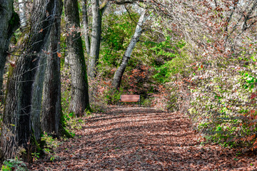 Beautiful looking autumn in sunny weather in the park