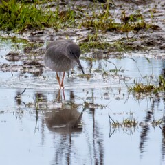 Redshank wader bird looking for food