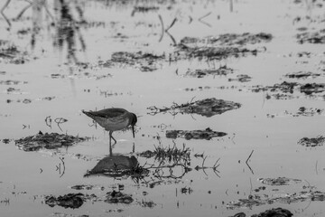 Redshank reflection in calm shallows