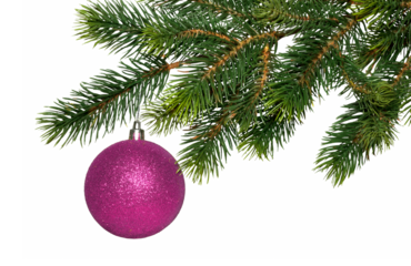 Christmas tree branch and single pink glass ball isolated on white, transparent background, PNG. New year decor, traditional holiday decoration