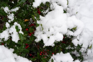 Fototapeta na wymiar Snow Covered Holly Berries Close-up