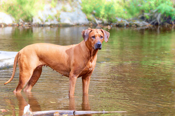 Rhodesian ridgeback dog stands in a pond in the summer