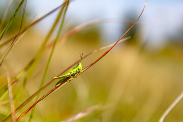 A small grasshopper resting on grass with blurred background, copy space. 