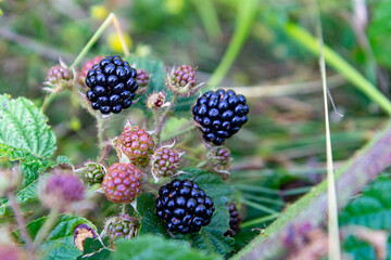 Big wild blackberries on a bush in the forrest. Selective focus. Natural background. 