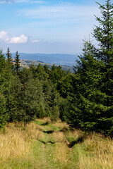 Barely visible road between the trees, on the background of the mountain. Coniferous forest