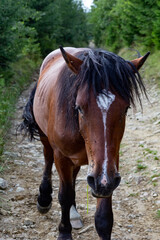 Portrait of a beautiful wild horse. A brown horse with a white spot and a black mane in the mountains on a country road. Vertical view