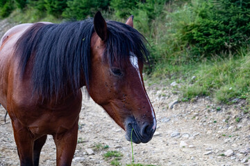 Portrait of a beautiful wild horse. A brown horse with a white spot and a black mane on a country road. Flies on the horse's face