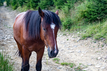 Portrait of a beautiful wild horse. A brown horse with a white spot and a black mane in the mountains on a country road. Copy space