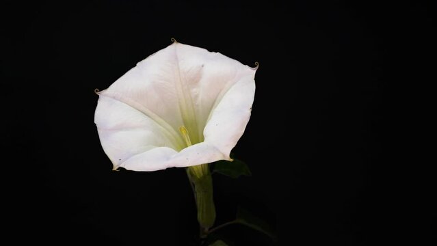 White flower, Datura metel on black background 