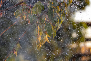 Watering the papaya tree in the garden with bokeh background
