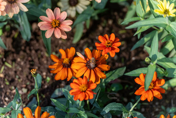 花の蜜を吸う蜂