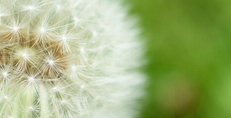 wallpaper background with dandelion on a green background close-up