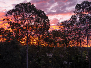 Fototapeta premium Sunset Through The Trees