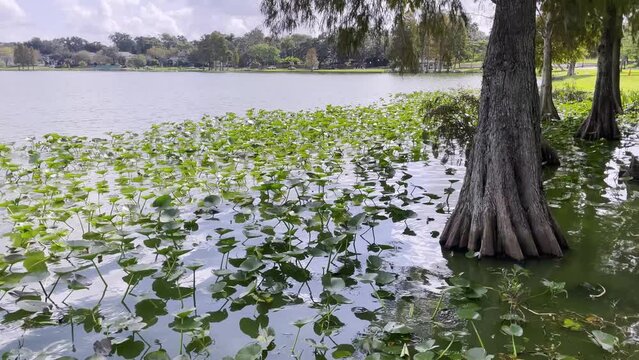 Lake Morton water and green foliage and tree trunks