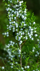 White evergreen berries on branch