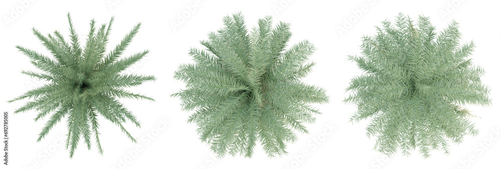 Sticker top view of phoenix sylvestris palm trees isolated on transparent background, 3d render illustration