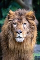 凛々しいライオン © ANSHIN