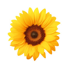 Fototapeta premium sunflower isolated on white background