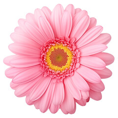 pink gerber daisy isolated on white