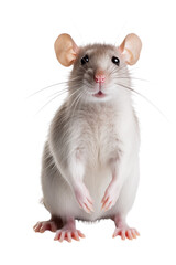 rat on white background - obrazy, fototapety, plakaty
