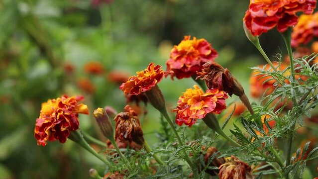 Dark red Marigold flowers on rain close up