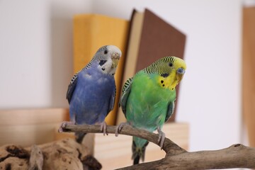 Beautiful bright parrots on branch indoors. Cute pets