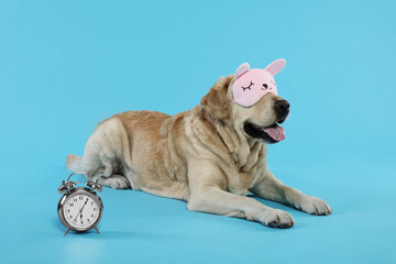Obraz premium Cute Labrador Retriever with sleep mask and alarm clock resting on light blue background