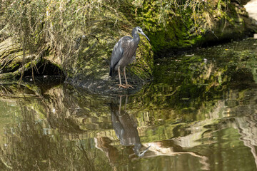 A white-faced heron (Egretta novaehollandiae) in a pond with reflection.