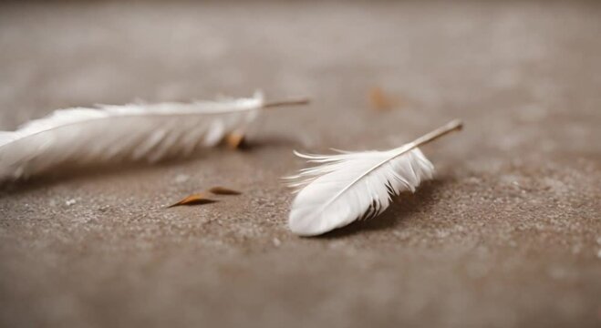 a bird feather on the floor