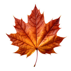 Obraz premium Maple Autumn Leaf isolated on transparent background Generative AI