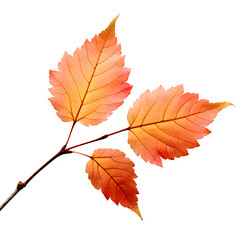 Obraz premium Maple Autumn Leaf isolated on transparent background Generative AI