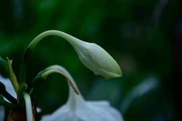 white lily flower bud with dew drops in rainy winter gloomy day 