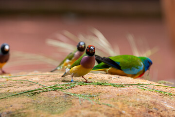 Gouldian Finch (Chloebia gouldiae) also known as the Lady Gouldian finch.