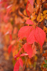 Obraz premium Autumn Parthenocissus tricuspidata, leaves are red