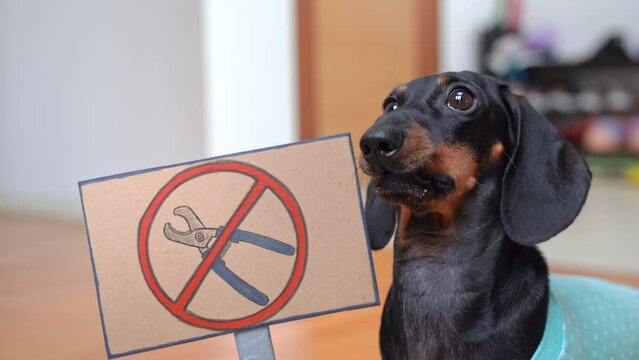 Funny impudent dog activist at single picket at home raises prohibition sign with crossed out claw cutters, protest against grooming Animal right, humorous image of puppy fighting for rights,