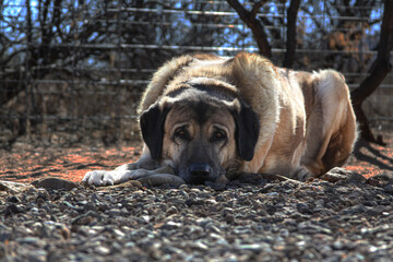 A brown male Anatolian Shepard lays in the red Arizona dirt on a warm, lazy day.