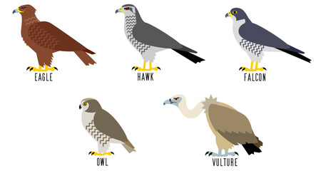 猛禽類5種のベクターイラスト