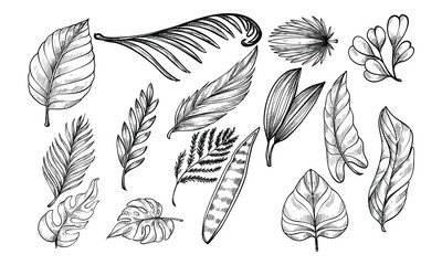 tropical leaves handdrawn collection