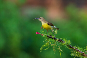 Purple-rumped Sunbird on branch