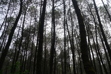 Forest Pinus in Bandung Indonesia