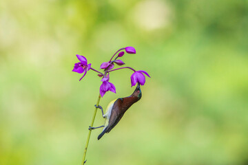 Purple-rumped Sunbird on flower