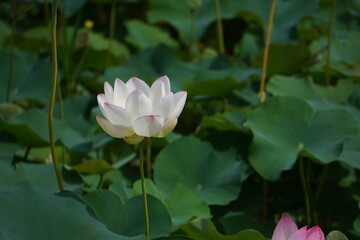 Fototapeta premium ハスの花が咲く季節