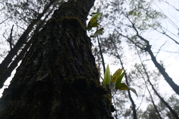 Forest Pinus in Bandung Indonesia