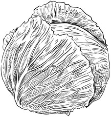 lettuce handdrawn illustration