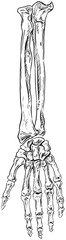 hand bones handdrawn illustration