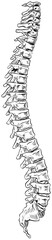 Fototapeta na wymiar backbone handdrawn illustration