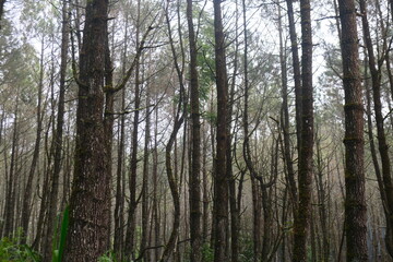 Obraz premium Forest Pinus in Bandung Indonesia