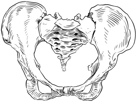 hipbone handdrawn illustration